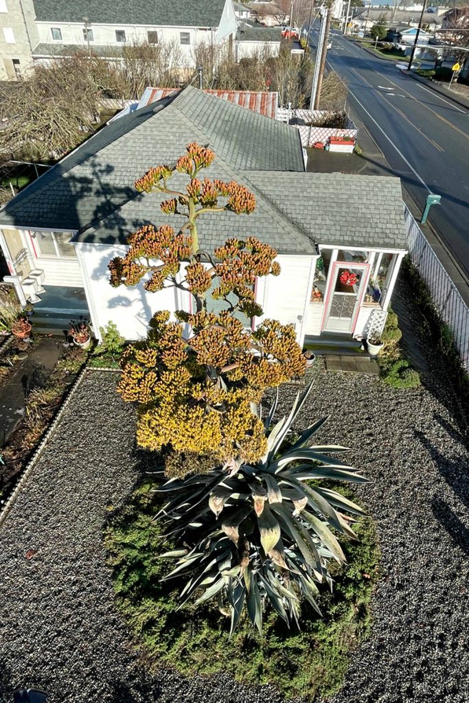 Sequim Gazette photo by Matthew Nash/ After 28 years, Isobel Johnstons agave plant started to bloom this summer to about 22 feet. I never ever thought itd get that tall, she said.