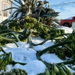Sequim Gazette photo by Matthew Nash
Isobel Johnstons 22-foot agave plant fell sometime between the night of Jan. 14 and the morning of Jan. 15.