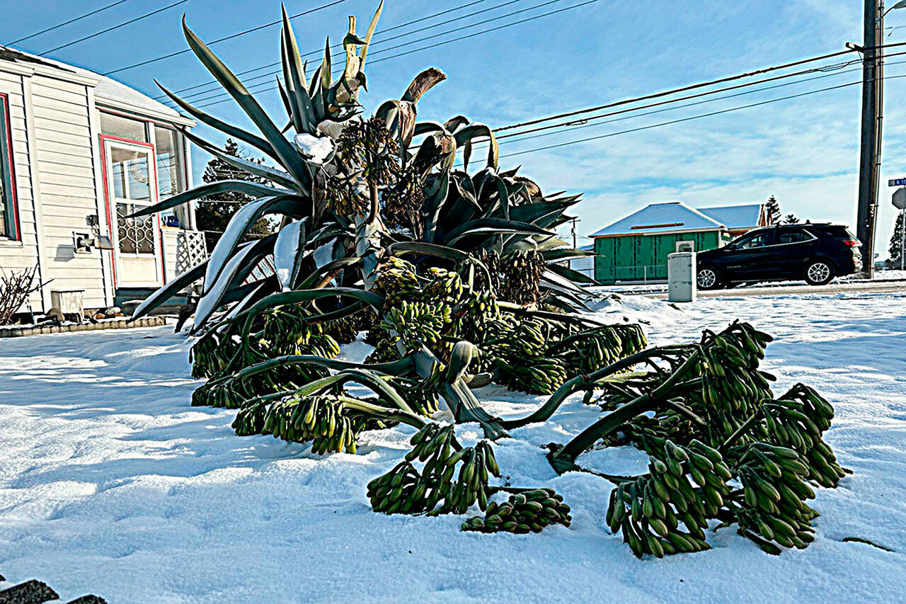 Sequim Gazette photo by Matthew Nash
Isobel Johnstons 22-foot agave plant fell sometime between the night of Jan. 14 and the morning of Jan. 15.