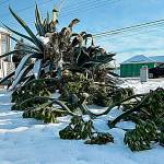 Sequim Gazette photo by Matthew Nash
Isobel Johnstons 22-foot agave plant fell sometime between the night of Jan. 14 and the morning of Jan. 15.
