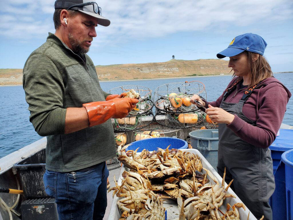 Photo courtesy of Jamestown SKlallam Tribe/Northwest Indian Fisheries Commission
Jamestown SKlallam tribal fisherman Josh Chapman and Jamestown SKlallam Tribe shellfish manager Liz Tobin measure Dungeness crab samples as part of the genetics project.