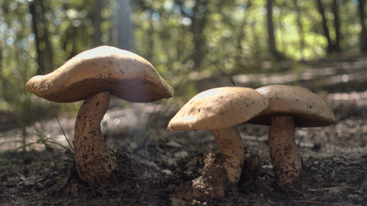 Photo by SavidgeMichael/Wikipedia Commons
Freshly sprung after the rain, this trio of mushrooms bask in the afternoon sun.