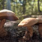 Photo by SavidgeMichael/Wikipedia Commons
Freshly sprung after the rain, this trio of mushrooms bask in the afternoon sun.