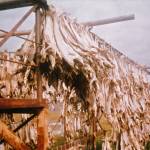 Photo courtesy of Nigel Foster
Fish drying in east Iceland.