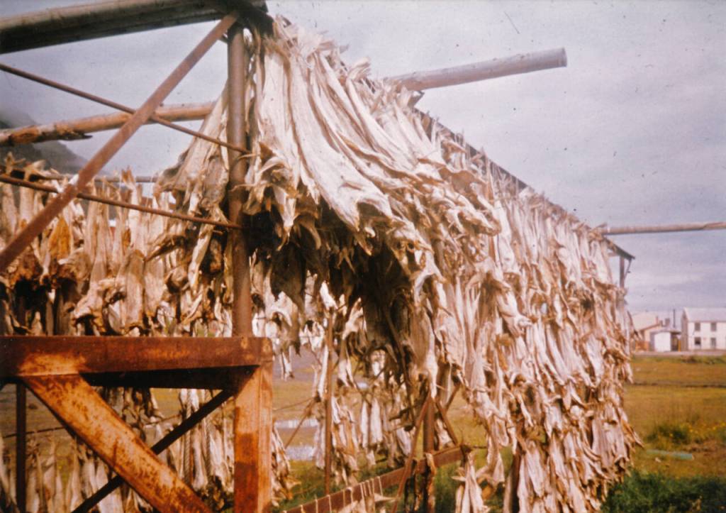 Photo courtesy of Nigel Foster
Fish drying in east Iceland.