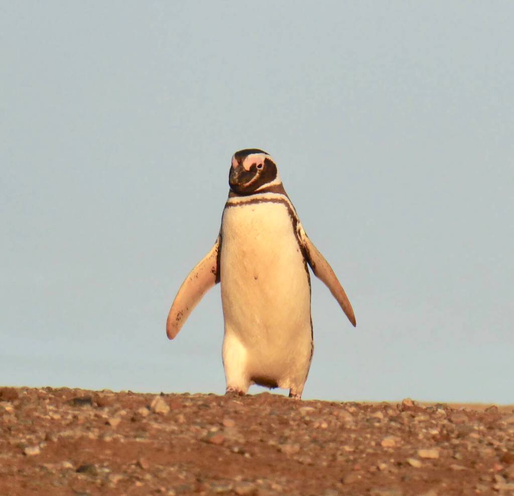 Photo courtesy of John Popinski / Join John Popinski and see photos from his Patagonia adventure (including this Magellanic penguin) at a 2024 Travelers Journal Series presentation on Feb. 22.
