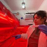 Aurora Oceguera, Puget Sound Restoration Funds habitat lab technician, looks through the labs petri dishes of sorted kelp male and female gametophytes.