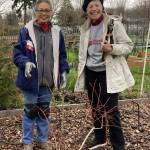 Photo by Paul Stehr-Green 
Clallam County Master Gardners Audreen Williams, left, and Jeanette Stehr-Green host two sessions of Blueberries: Pruning for Productivity on Feb. 10, at the Fifth Street Community Garden and Feb. 24 at Lazy J Farm.