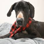 Sequim Gazette photo by Michael Dashiell
Casey, a Great Dane, recuperates at Welfare For Animals Guilds Half Way Home Ranch after being found on the West End with reported gunshot injuries and severe dehydration.