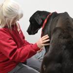 Sequim Gazette photo by Michael Dashiell
Barb Brabant, Welfare For Animals Guild (WAG) president, cuddles with Casey, an estimated 18-month-old Great Dane with severe injuries, at the WAG Half Way Home Ranch in Sequim.