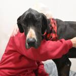 Sequim Gazette photo by Michael Dashiell / Barb Brabant, Welfare For Animals Guild (WAG) president, cuddles with Casey, an estimated 18-month-old Great Dane with severe injuries, at the WAG Half Way Home Ranch in Sequim.