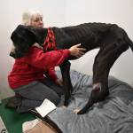 Sequim Gazette photo by Michael Dashiell / Barb Brabant, Welfare For Animals Guild (WAG) president, looks over Casey, an estimated 18-month-old Great Dane with severe injuries, at the WAG Half Way Home Ranch in Sequim. WAG representatives say Caseys jaw was shattered by a gunshot.