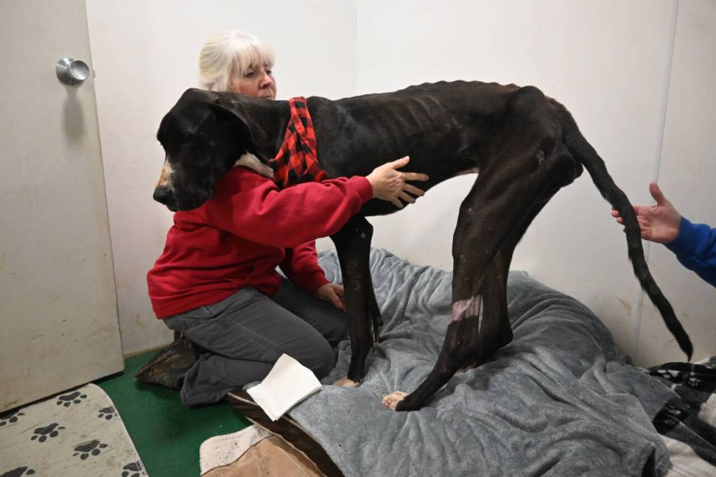 Sequim Gazette photo by Michael Dashiell / Barb Brabant, Welfare For Animals Guild (WAG) president, looks over Casey, an estimated 18-month-old Great Dane with severe injuries, at the WAG Half Way Home Ranch in Sequim. WAG representatives say Caseys jaw was shattered by a gunshot.