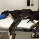 Photo courtesy of Welfare For Animals Guild
Casey, an estimated 18-month-old Great Dane, gets medical assistance not long after being helped by animal rescues on the West End and in Sequim.