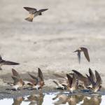 Photo by Dee Renee Ericks
Learn all about bird migration from Bob Boekelheide at the next Olympic Peninsula Audubon Society meeting, set for 10 a.m-noon on Saturday, March 2, at the Dungeness River Nature Center. Pictured here are cliff swallows.