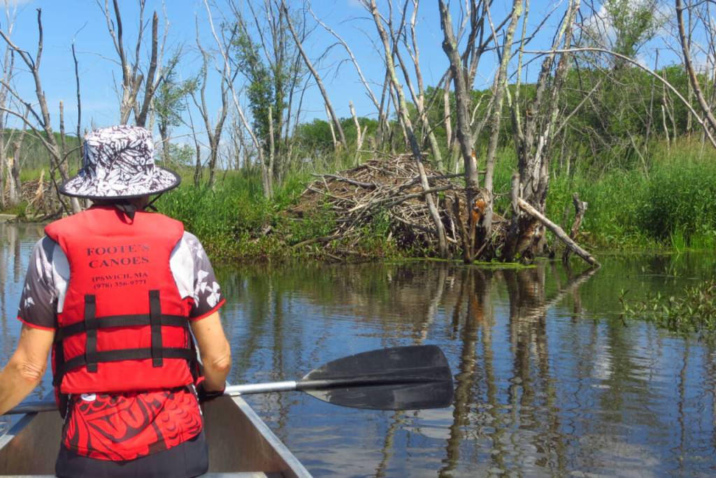 Photo courtesy of Jeff and Louise Davis
Jeff and Louise Davis paddle past a beaver lodge on the Ipswich River.