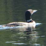Photo courtesy of Jeff and Louise Davis / Loon on a lake in southern Maine.