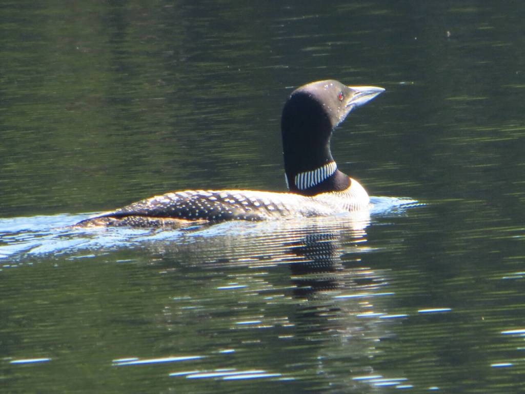 Photo courtesy of Jeff and Louise Davis / Loon on a lake in southern Maine.