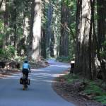 Photo courtesy of Bill Thorness / The super-oxygenated air of the redwood forests are a haven for cyclists traversing the Northern California coast.