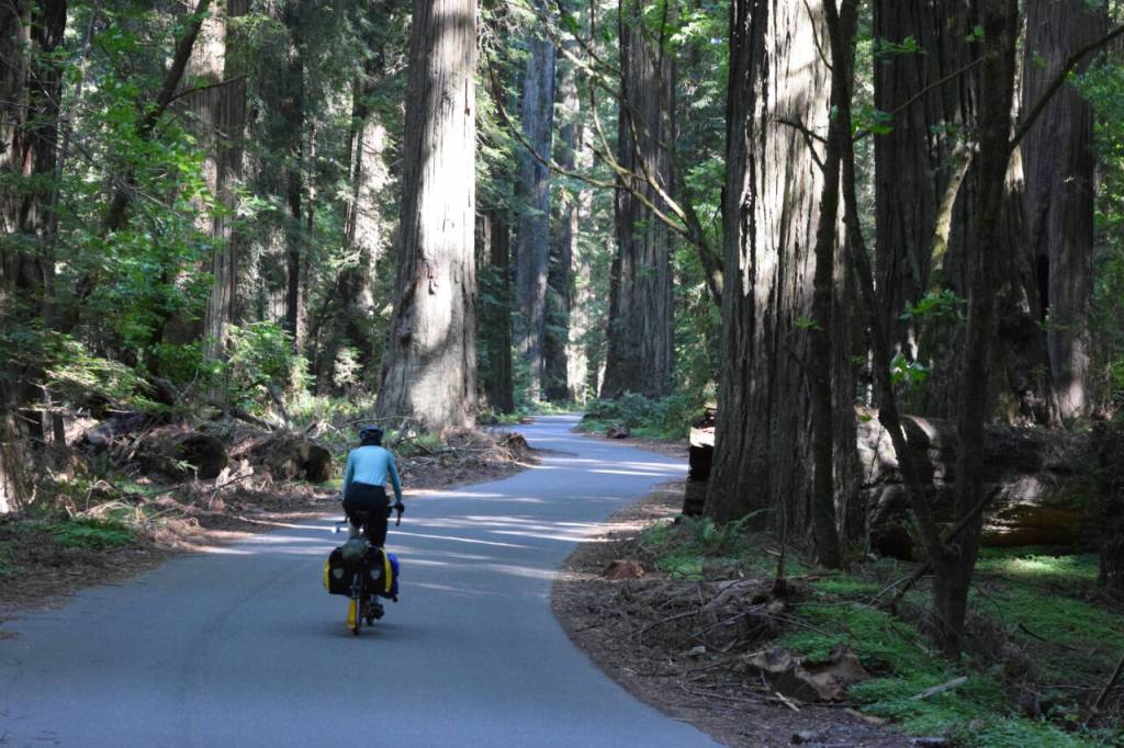 Photo courtesy of Bill Thorness / The super-oxygenated air of the redwood forests are a haven for cyclists traversing the Northern California coast.