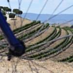 Photos courtesy of Bill Thorness
Vineyards are planted sideways (on hills running perpendicular to most wine country landscapes) in the Santa Ynez region just north of Santa Barbara.