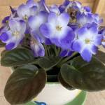 Photo by Jeanette Stehr-Green
African violets need 10 to 14 hours of light each day and at least eight hours of darkness to bloom.