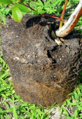 Photo by Mark Longstroth/Michigan State University Extension
The matted roots of this container-grown blueberry bush should be corrected before planting.