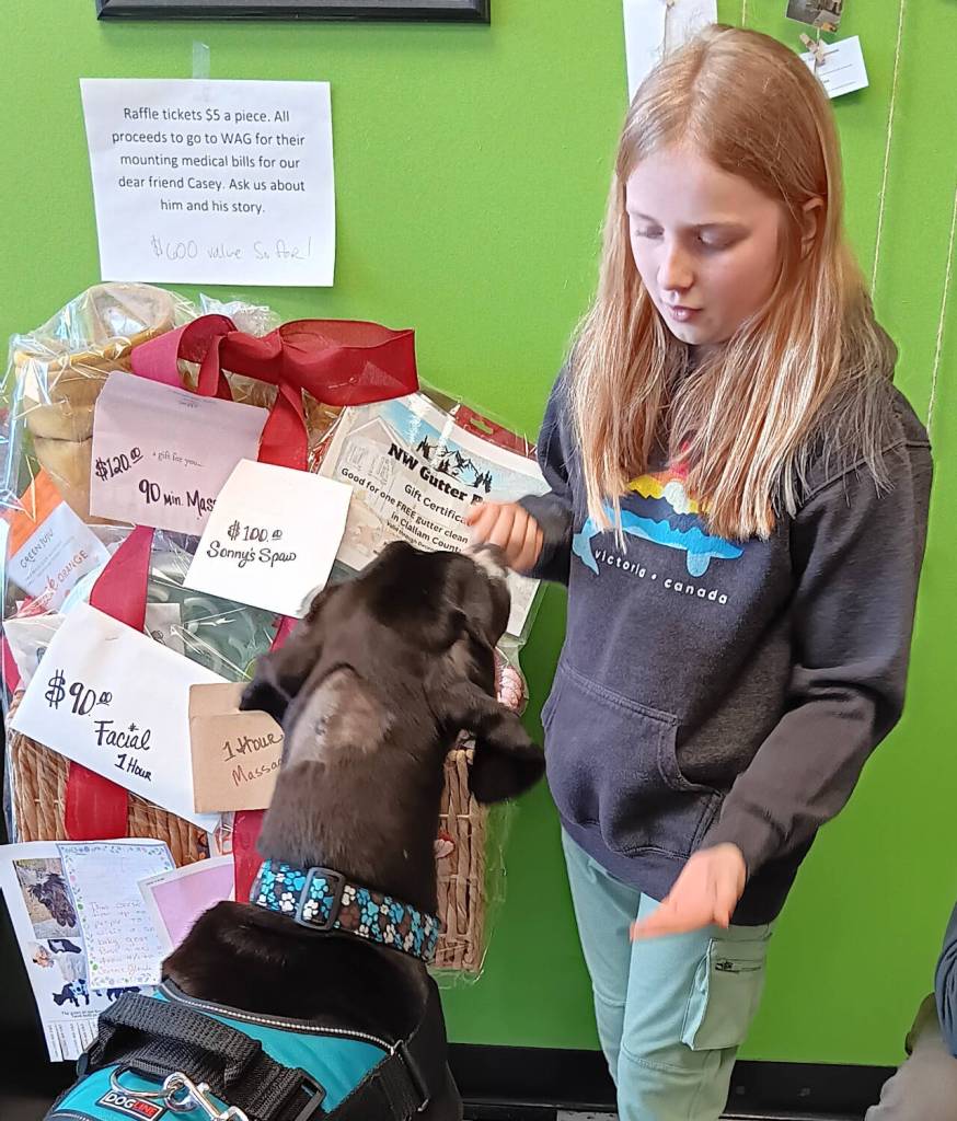 Photo courtesy of Welfare for Animals Guild / Olianna Brailey visits with Casey, a rescued Great Dane receiving care from Welfare for Animals Guild in Sequim.
