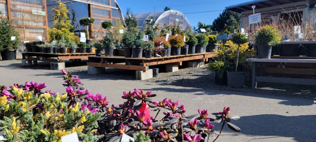 New Dungeness Nursery is in bloom with the sights and smells of spring!