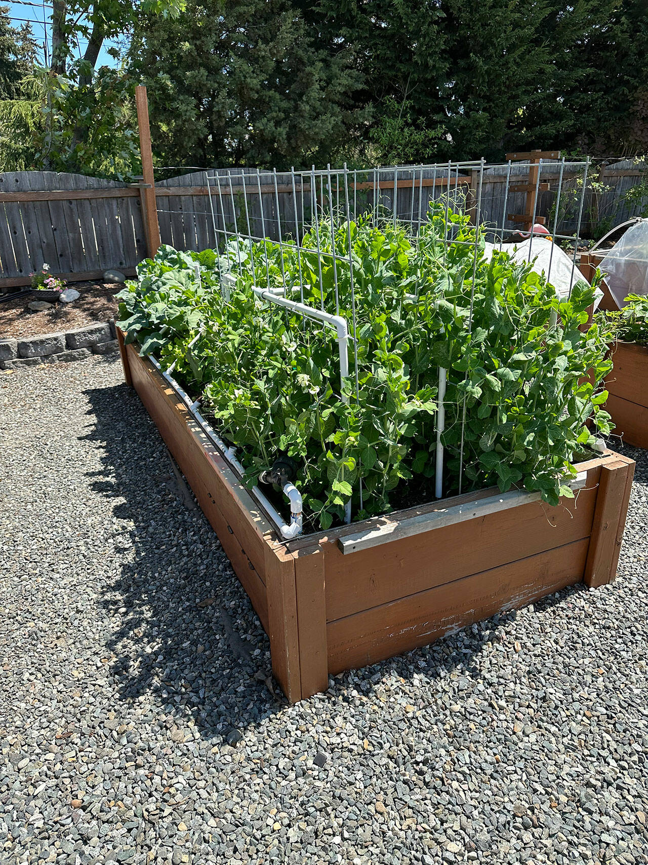 Photo by Tom Riette
An automated irrigation system can save you time, effort and valuable resources. Learn how to water your garden the easy way by joining local gardener Tom Riette for the Green Thumb Education Series presentation A Master Laborers Guide to Automated Drip Irrigation at noon Thursday, March 28th, at St. Andrews Episcopal Church in Port Angeles.