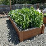 Photo by Tom Riette
An automated irrigation system can save you time, effort and valuable resources. Learn how to water your garden the easy way by joining local gardener Tom Riette for the Green Thumb Education Series presentation A Master Laborers Guide to Automated Drip Irrigation at noon Thursday, March 28th, at St. Andrews Episcopal Church in Port Angeles.