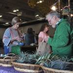 Sequim Gazette photo by Matthew Nash/ Sharon OReilly of Sequim purchases some air plants from Rick Owens Owens Garden Air Plants from Monroe at the Soroptimist Gala Garden Show. OReilly said she likes air plants because, for me, they live.