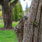 Photos by Emily Matthiessen
Hawthorn trees (Crataegus), on the east side of the Pioneer Memorial Park, are the oldest trees dated in the Sequim Prairie Garden Clubs arboretum database. Planted in 1955, they continue to sprout new greenery and blossoms each spring.