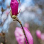 A Magnolia Grandiflora, located near the front of the Pioneer Memorial Park, is currently budding into fragrant bloom.
