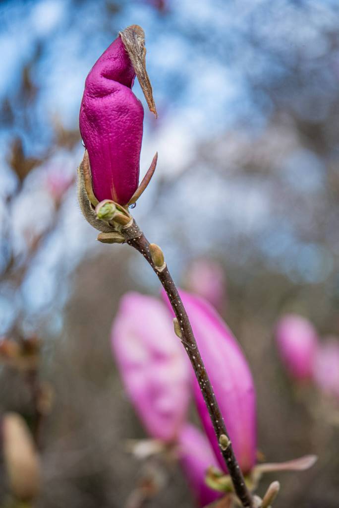 A Magnolia Grandiflora, located near the front of the Pioneer Memorial Park, is currently budding into fragrant bloom.