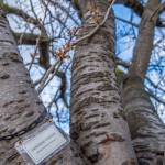 Pioneer Memorial Park has a semi-circle of cherry trees honoring past presidents at its entrance. Members have labeled each tree in the park and entered them into a database accessible from their website.