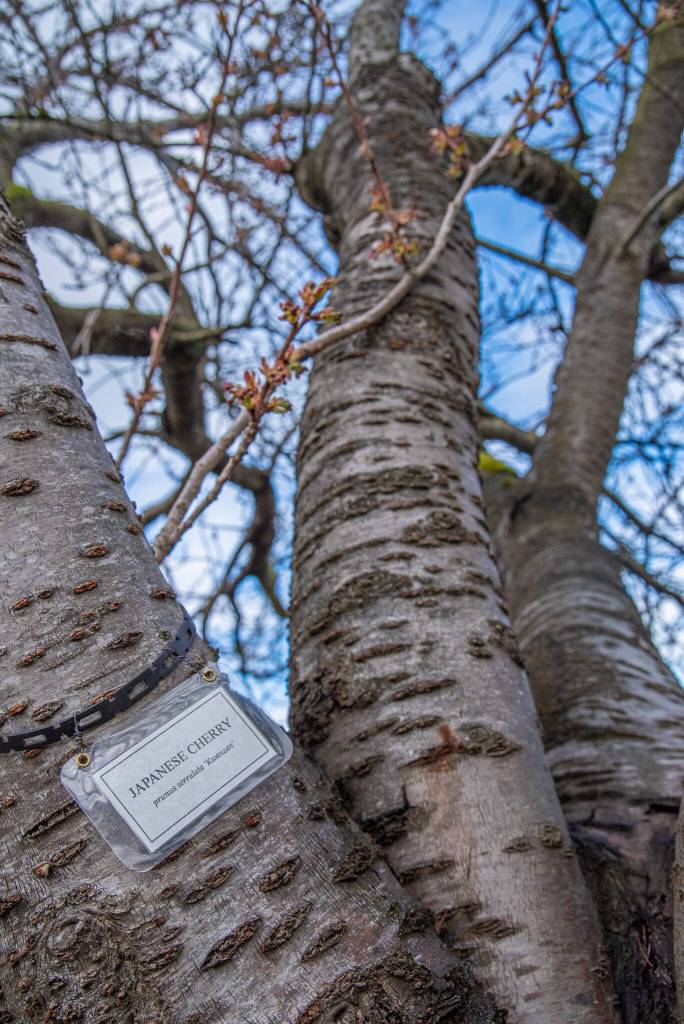 Pioneer Memorial Park has a semi-circle of cherry trees honoring past presidents at its entrance. Members have labeled each tree in the park and entered them into a database accessible from their website.