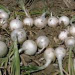 Photo by Howard F. Schwartz/Colorado State University (Bugwood.com)
Garden onions (Allium cepa) after harvest.
