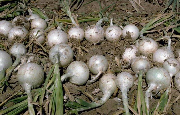Photo by Howard F. Schwartz/Colorado State University (Bugwood.com)
Garden onions (Allium cepa) after harvest.