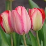 Photo by Leslie A. Wright / The next Sequim Botanical Garden Society Work To Learn party on April 6 explores drip irrigation systems at the Sequim Botanical Garden Terrace Garden. Pictured here are tulips at the garden.