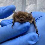 Photo courtesy of Rebecca McCaffery / Learn more about brown bats  pictured here in the hand of a researcher  at Bat Research on the Olympic Peninsula, a presentation by Rebecca McCaffery in Port Angeles on April 9.