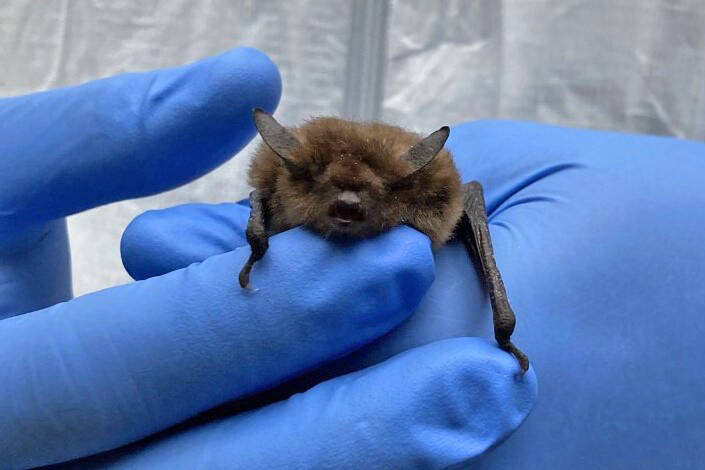 Photo courtesy of Rebecca McCaffery / Learn more about brown bats  pictured here in the hand of a researcher  at Bat Research on the Olympic Peninsula, a presentation by Rebecca McCaffery in Port Angeles on April 9.