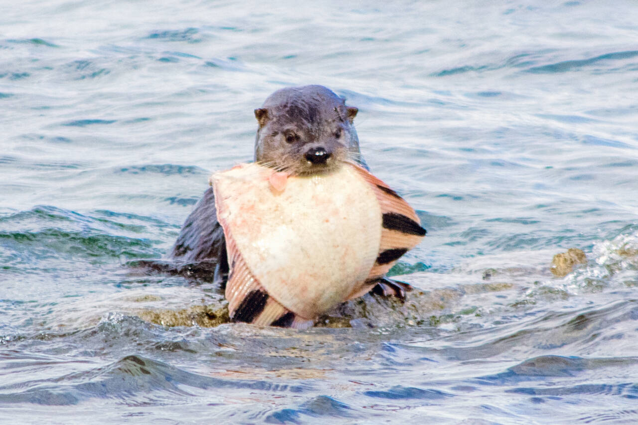 Photo by Emily Matthiessen / An otter enjoys a meal last week in Sequim Bay.