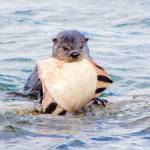 Photo by Emily Matthiessen / An otter enjoys a meal last week in Sequim Bay.