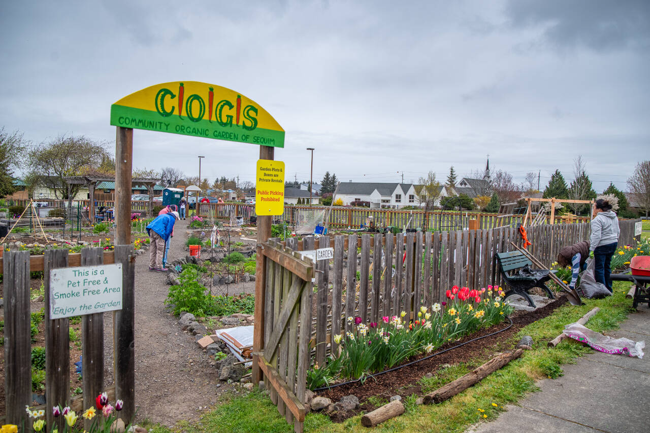 Photo by Emily Matthiessen / Isnt it amazing what 20 people can do in 2 hours? It blows my mind. says Lizbeth Harper (background, in purple), co-founder of the Community Organic Garden of Sequim (COGS), now in its 15th year. She says that plot-holders get together for a group clean-up twice a year; this Saturday was the spring work party, to wake the garden up and get things moving.