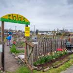 Photo by Emily Matthiessen / Isnt it amazing what 20 people can do in 2 hours? It blows my mind. says Lizbeth Harper (background, in purple), co-founder of the Community Organic Garden of Sequim (COGS), now in its 15th year. She says that plot-holders get together for a group clean-up twice a year; this Saturday was the spring work party, to wake the garden up and get things moving.