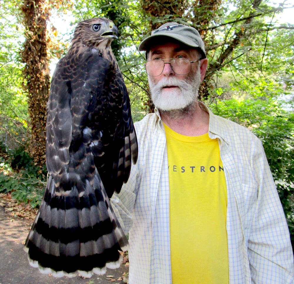 Photo courtesy of Ed Deal / Learn all about Coopers Hawks from Ed Deal of the Urban Raptor Conservancy on Wednesday, April 17, at the Dungeness River Nature Center.