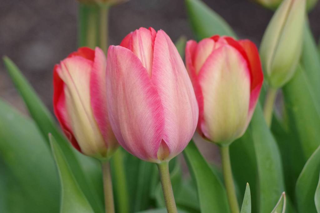 Photo by Leslie A. Wright / The next Sequim Botanical Garden Society “Work To Learn” party on April 20 focuses on dahlia care and spring bulbs. Pictured are colorful tulips at the Sequim Botanical Terrace Garden.