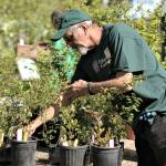 Photo by Sandy Macias-Cortez/Clallam County Master Gardeners
Master Gardener Keith Dekker works in Sequims Woodcock Demonstration Garden, headquarters for the Clallam County Master Gardeners plant sale. This years sale is set for 9 a.m. on Saturday, May 4, at the Woodcock Demonstration Garden, 2711 Woodcock Road.