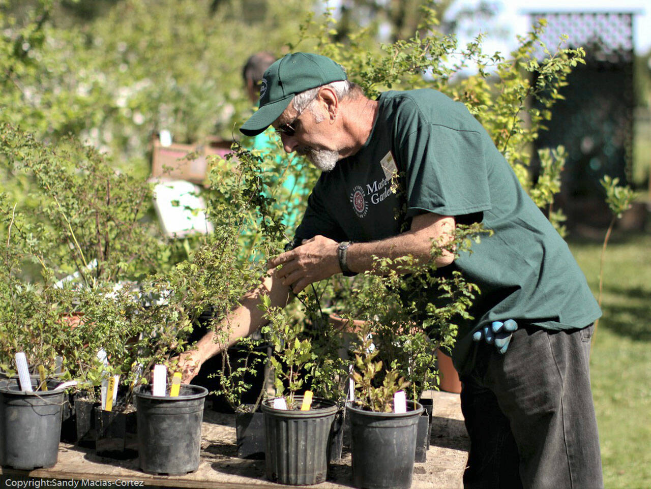 Photo by Sandy Macias-Cortez/Clallam County Master Gardeners
Master Gardener Keith Dekker works in Sequims Woodcock Demonstration Garden, headquarters for the Clallam County Master Gardeners plant sale. This years sale is set for 9 a.m. on Saturday, May 4, at the Woodcock Demonstration Garden, 2711 Woodcock Road.